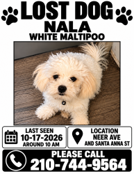 Lost Female Dog last seen Hildebrand and west ave Fresno Santa Anna st zip78201, San Antonio, TX 78201