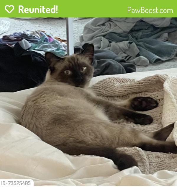 Reunited Male Cat last seen Hermosa & Victoria, Rancho Cucamonga, CA 91701