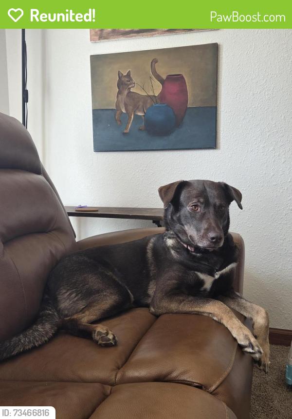 Reunited Female Dog last seen Near Ne 73rd street vancouver wa 98662, Vancouver, WA 98662