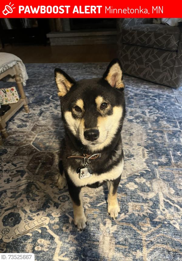 Lost Male Dog last seen Hiway 7 Woodhhii, Minnetonka, MN 55345
