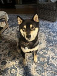 Lost Male Dog last seen Hiway 7 Woodhhii, Minnetonka, MN 55345