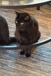 Lost Male Cat last seen Wrecker Road, Corntown Road, Howard Gap Road, Hendersonville, NC 28792