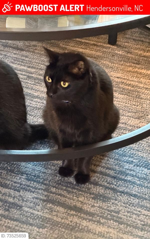 Lost Male Cat last seen Wrecker Road, Corntown Road, Howard Gap Road, Hendersonville, NC 28792