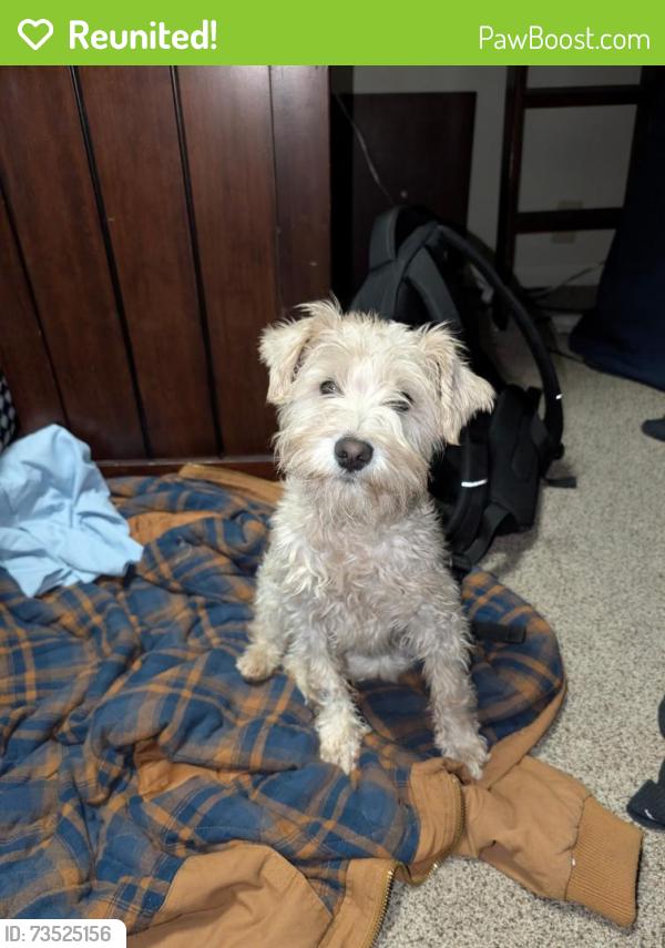 Reunited Male Dog last seen Geneva Road Orem, Orem, UT 84059