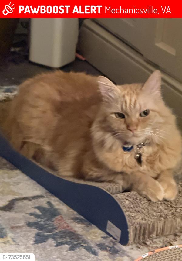 Lost Male Cat last seen Old Hickory Rd and Sherwood crossing, Mechanicsville, VA 23111