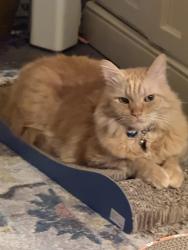 Lost Male Cat last seen Old Hickory Rd and Sherwood crossing, Mechanicsville, VA 23111