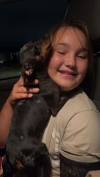 Reunited Female Dog last seen West Tarpon / Linton ln, Port Charlotte, FL 33952