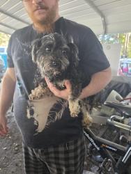 Found/Stray Male Dog last seen Traffic Ln near Pine Prairie, Pine Prairie, LA 70576