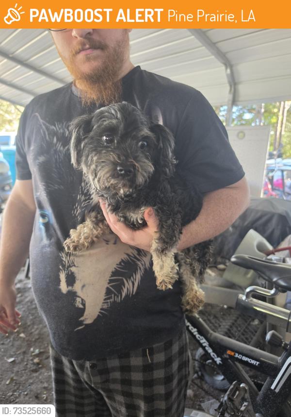 Found/Stray Male Dog last seen Traffic Ln near Pine Prairie, Pine Prairie, LA 70576