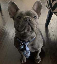 Lost Female Dog last seen Skyloft Dr and Via Escalante, Jurupa Valley., Riverside, CA 92509