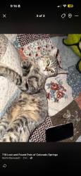 Reunited Female Cat last seen Colorado colkege, Colorado Springs, CO 80903