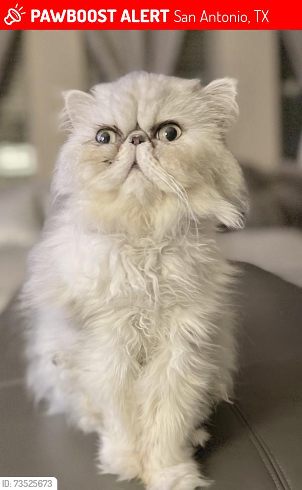 Lost Male Cat last seen Stone creek neighborhood, San Antonio, TX 78245