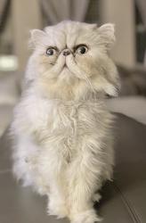 Lost Male Cat last seen Stone creek neighborhood, San Antonio, TX 78245