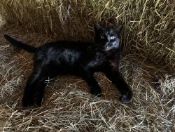 Lost Male Cat last seen Lowell Road (113), Pepperell, MA 01463