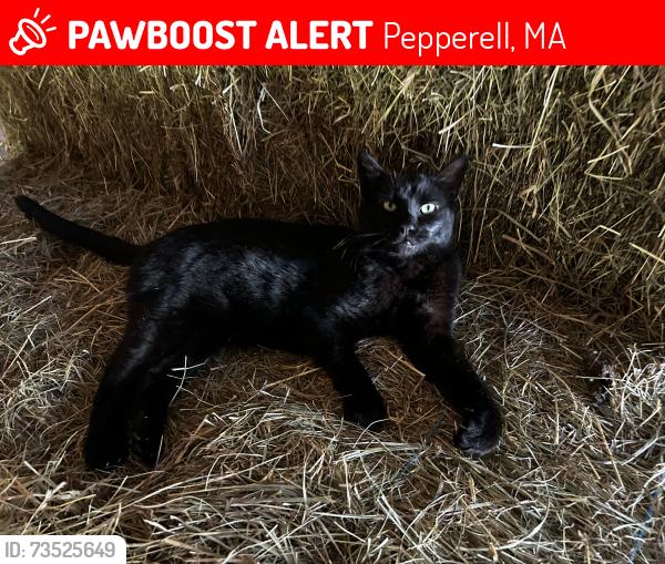 Lost Male Cat last seen Lowell Road (113), Pepperell, MA 01463