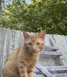 Lost Male Cat last seen Sherman oaks dr, linbar dr, Nashville, TN 37211
