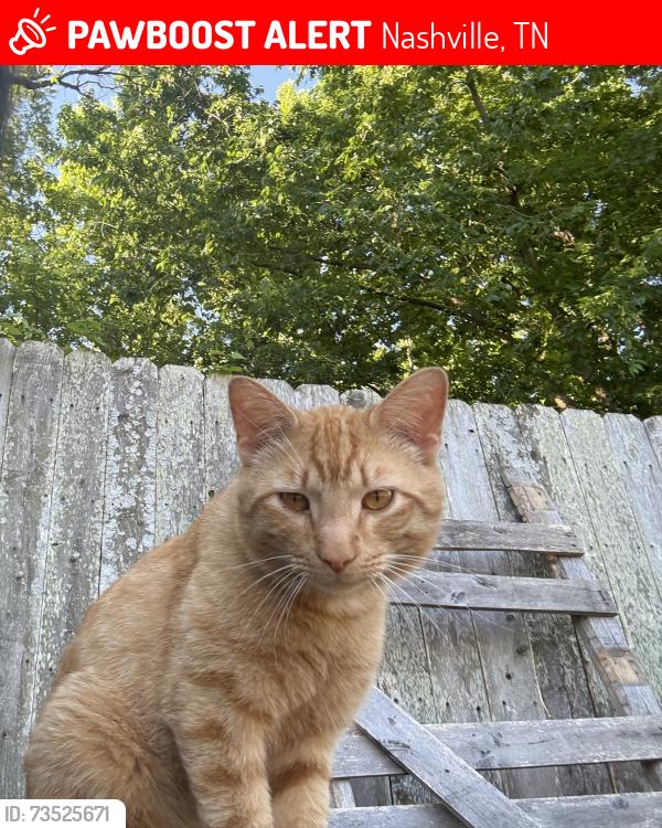 Lost Male Cat last seen Sherman oaks dr, linbar dr, Nashville, TN 37211