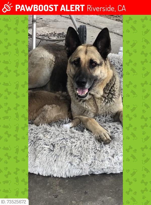 Lost Male Dog last seen Indiana Ave and Harrison, Riverside, CA 92503