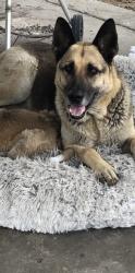 Lost Male Dog last seen Indiana Ave and Harrison, Riverside, CA 92503