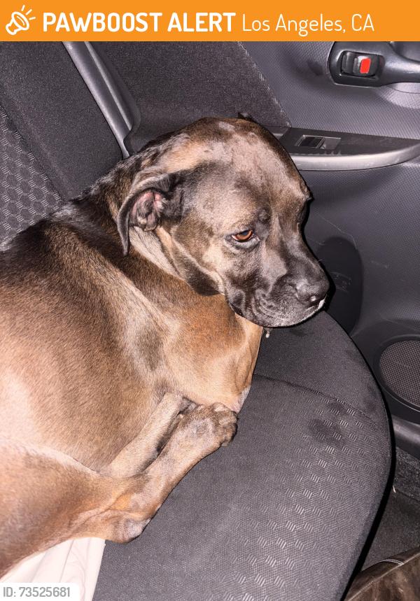 Found/Stray Unknown Dog last seen Near N Main St, Los Angeles, CA 90012, Los Angeles, CA 90012