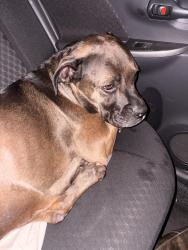 Found/Stray Unknown Dog last seen Near N Main St, Los Angeles, CA 90012, Los Angeles, CA 90012