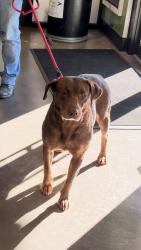 Lost Female Dog last seen Pineview st and sunset st, Duluth, GA 30096