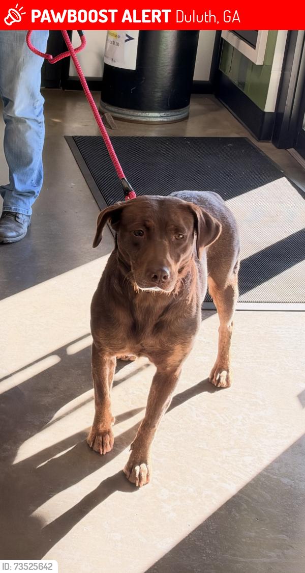 Lost Female Dog last seen Pineview st and sunset st, Duluth, GA 30096