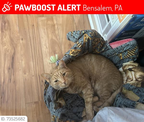 Lost Female Cat last seen Near brown ave, Bensalem, PA 19020