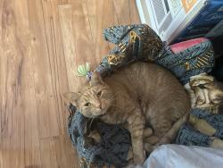 Lost Female Cat last seen Near brown ave, Bensalem, PA 19020