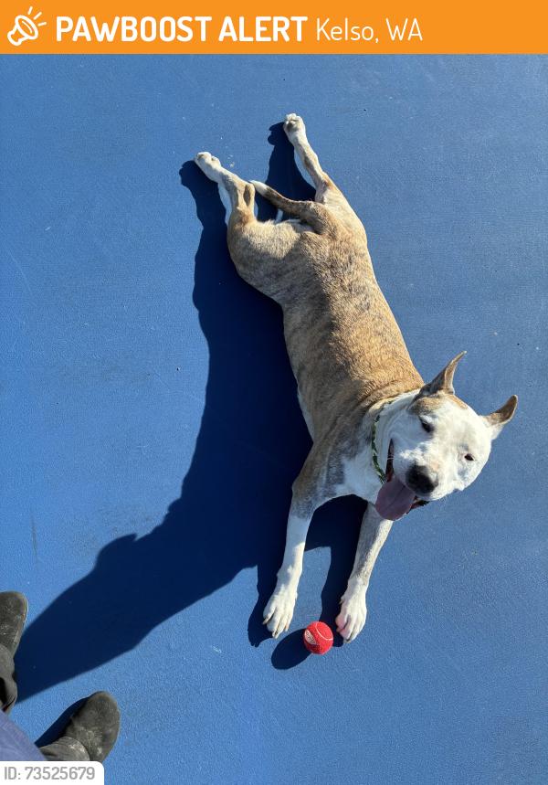 Found/Stray Male Dog last seen Huntington, Kelso, WA 98626