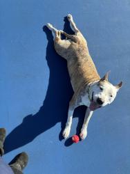 Found/Stray Male Dog last seen Huntington, Kelso, WA 98626