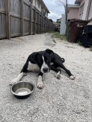 Found/Stray Male Dog last seen N/A, Hialeah, FL 33010
