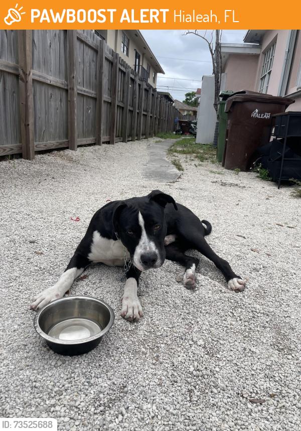 Found/Stray Male Dog last seen N/A, Hialeah, FL 33010