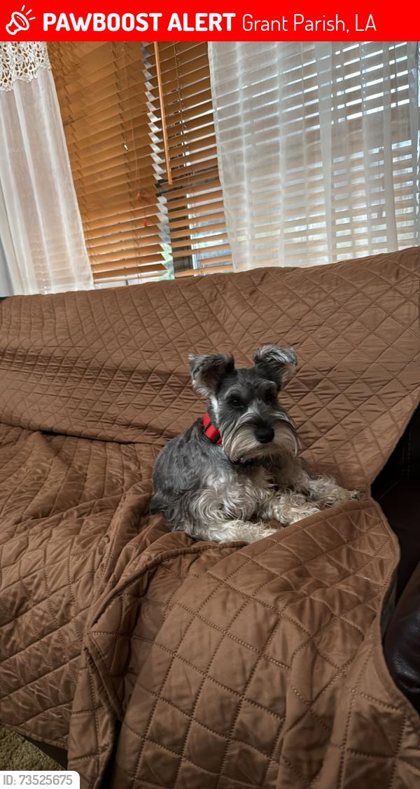 Lost Female Dog last seen Near the intersection of Hwy 8 and Hwy 71, Grant Parish, LA 71417