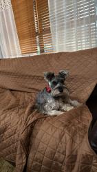 Lost Female Dog last seen Near the intersection of Hwy 8 and Hwy 71, Grant Parish, LA 71417