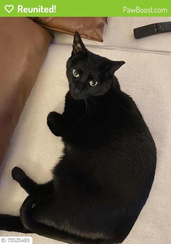 Reunited Female Cat last seen Lucy apmts, Pine Hill Drive NW, Post office in Kennesaw, Kennesaw, GA 30144