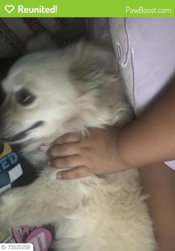 Reunited Male Dog last seen Casa, 3225 W Rosecrans Ave, Hawthorne, CA 90250, Hawthorne, CA 90250
