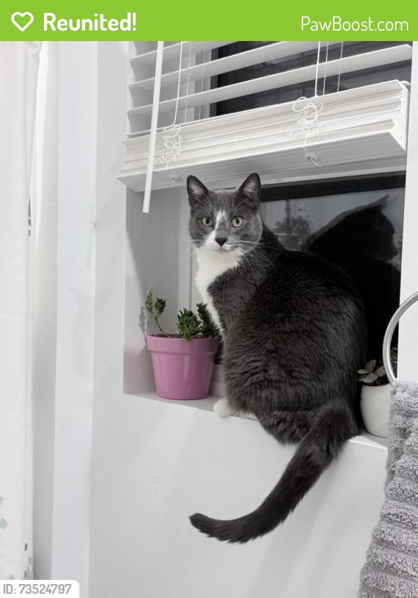 Reunited Male Cat last seen Arcus, Caldwell, ID 83607