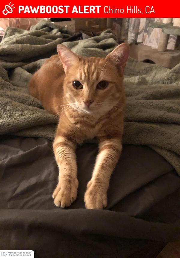 Lost Female Cat last seen Monterey Ave and Ramona Ave near Covington park, Chino Hills, CA 91709