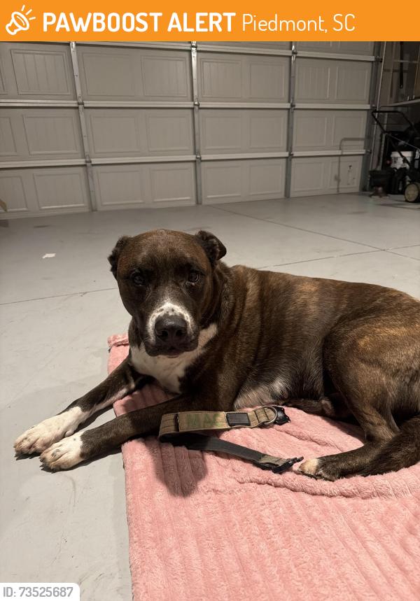 Found/Stray Male Dog last seen Comunity Cambring creek, Piedmont, SC 29673