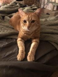 Lost Female Cat last seen Monterey Ave and Ramona Ave near Covington park, Chino Hills, CA 91709