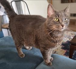 Reunited Female Cat last seen Meadville and Belleau, Pittsburgh, PA 15214
