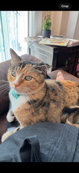 Lost Female Cat last seen Montevino Dr, San Jose, San Jose, CA 95123