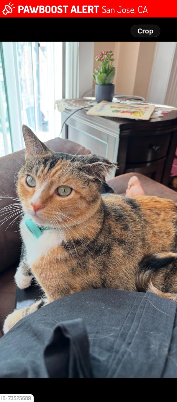 Lost Female Cat last seen Montevino Dr, San Jose, San Jose, CA 95123
