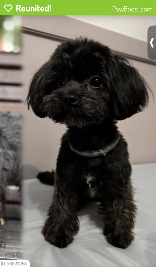 Reunited Female Dog last seen Near N Idyllwild Ave, Rialto, CA 92376, USA, Rialto, CA 92376