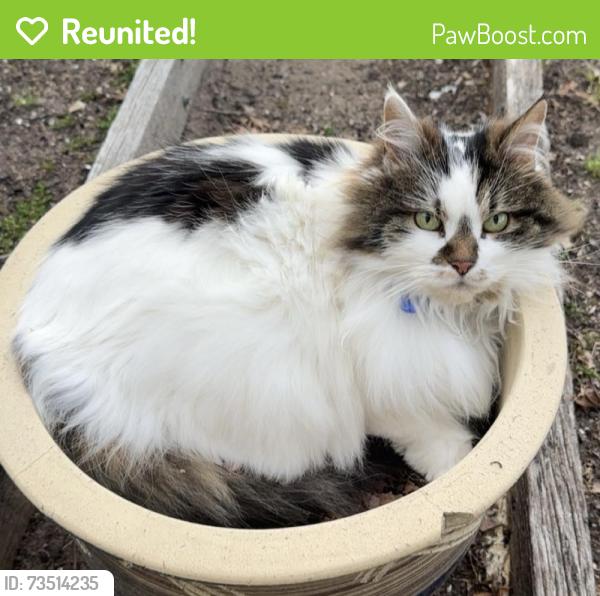 Reunited Female Cat last seen Devon road, Pascoe Vale, VIC 3044