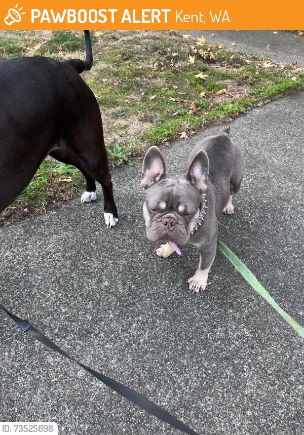 Found/Stray Female Dog last seen Smith hill, Kent, WA 98032