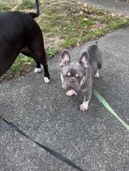 Found/Stray Female Dog last seen Smith hill, Kent, WA 98032