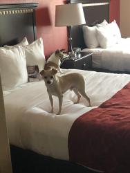 Lost Male Dog last seen S 116th St and Military Rd S, Seattle, WA 98168