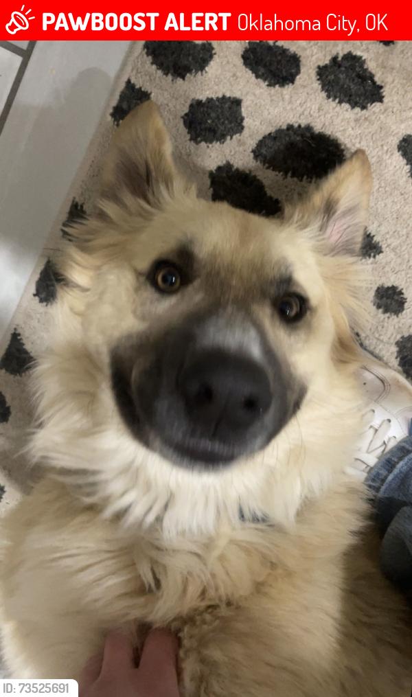 Lost Male Dog last seen N Douglas and 63rd St, Oklahoma City, OK 73139